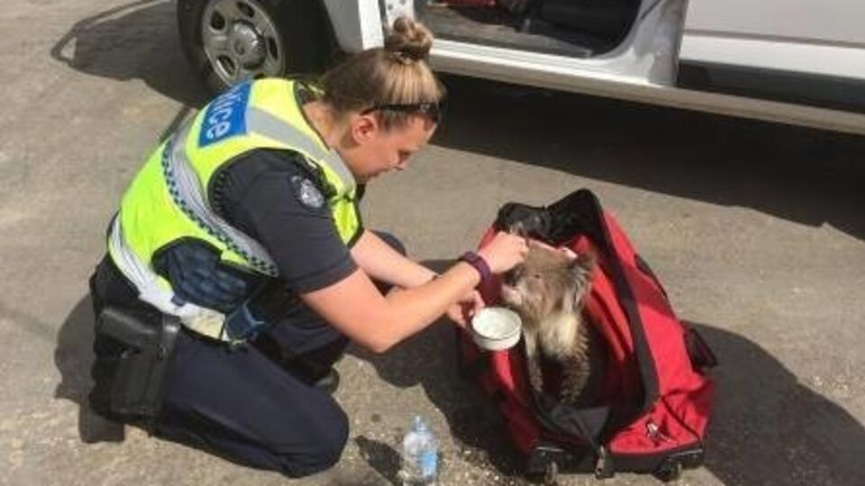 Австралийские полицейские спасли коалу из лесного пожара