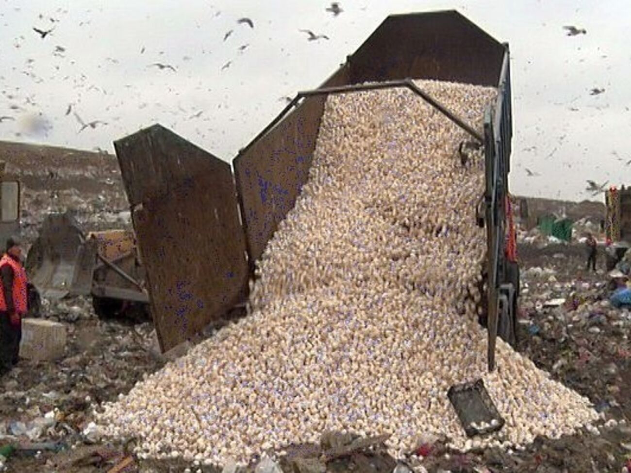 Польские шампиньоны не попали на праздничные столы россиян