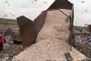 Польские шампиньоны не попали на праздничные столы россиян