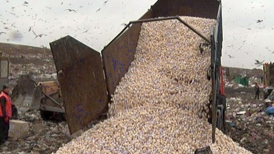 Польские шампиньоны не попали на праздничные столы россиян