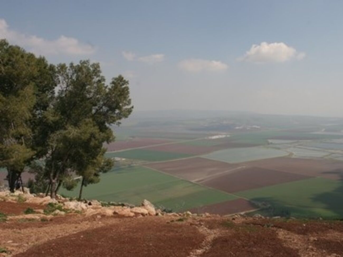 В Израиле высадят "Лес Украины"