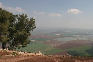 В Израиле высадят "Лес Украины"