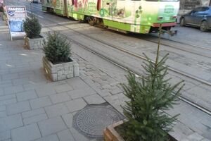 Елки не успевают вырасти, как их крадут