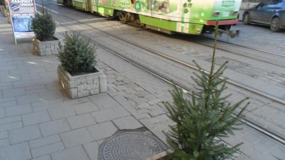 Елки не успевают вырасти, как их крадут