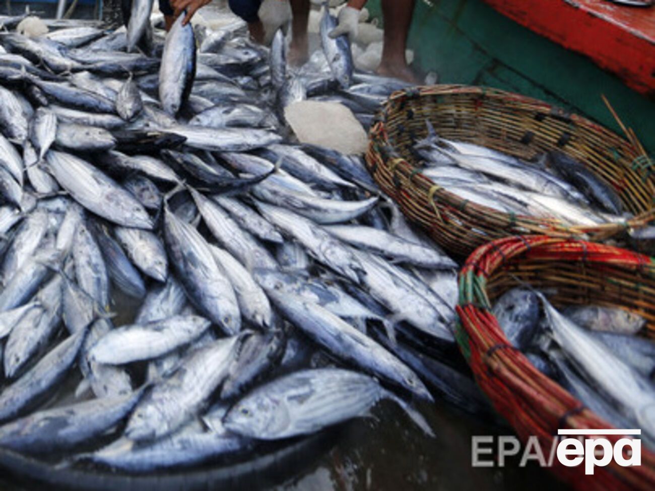 Рыбную продукцию теперь можно завозить в Россию через Литву только транзитом