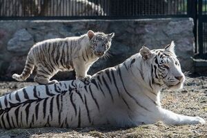 Двое детенышей Тигрюли замерзли в ялтинском зоопарке