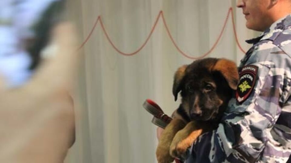 РФ подарила французской полиции щенка немецкой овчарки