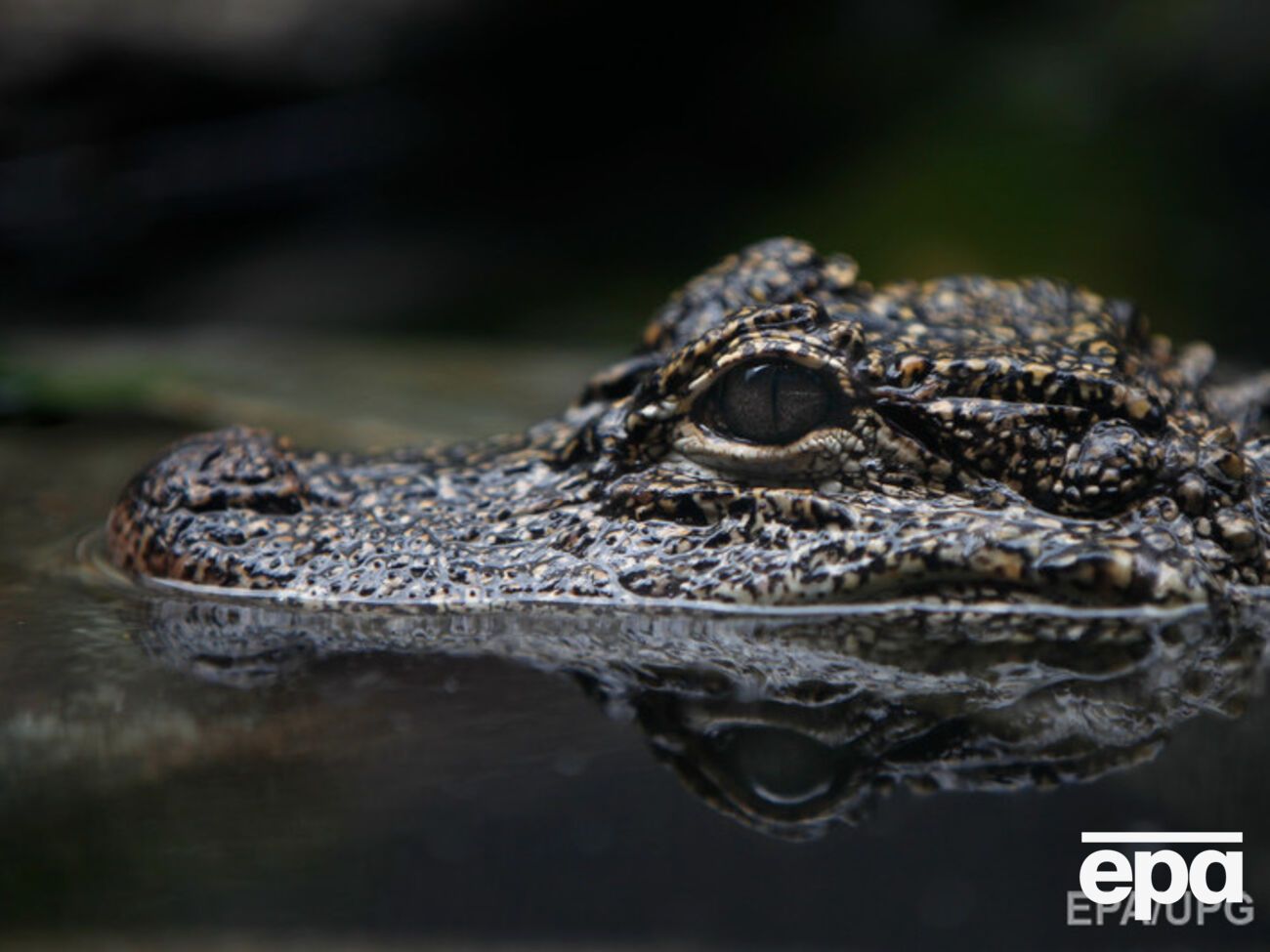 Мужчина погиб после нападения аллигатора