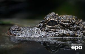 Мужчина погиб после нападения аллигатора