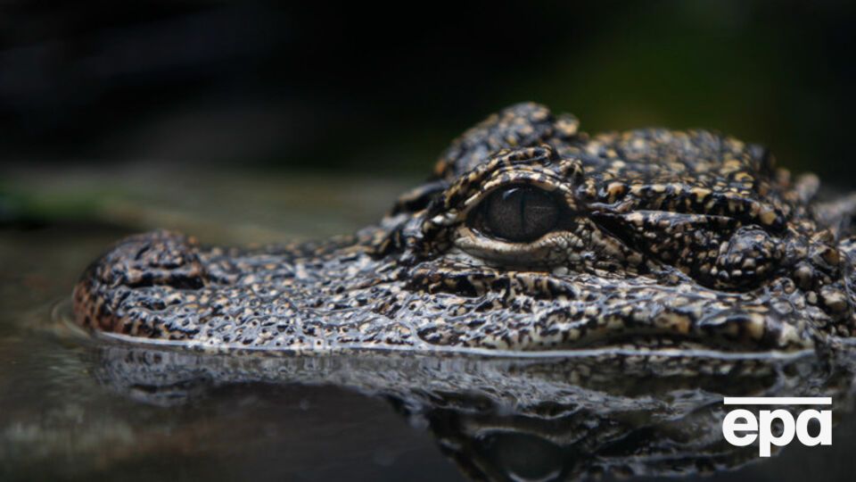 Мужчина погиб после нападения аллигатора