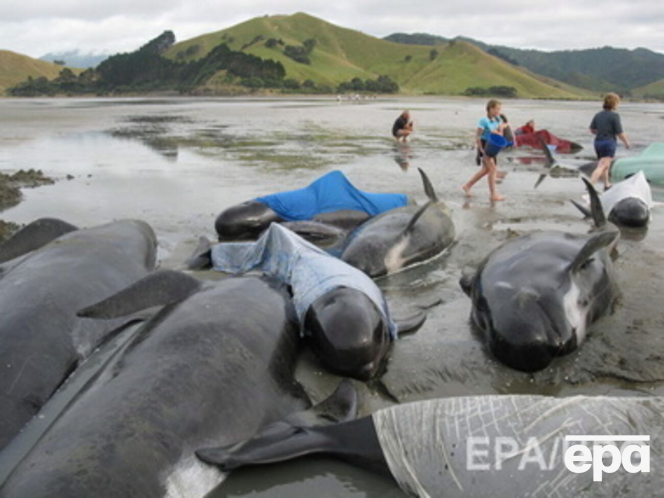 В некоторых случаях киты понимают, что люди пытаются помочь им, и предпринимают попытки содействовать