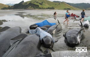 В некоторых случаях киты понимают, что люди пытаются помочь им, и предпринимают попытки содействовать