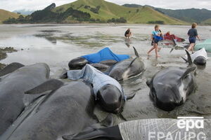 В некоторых случаях киты понимают, что люди пытаются помочь им, и предпринимают попытки содействовать