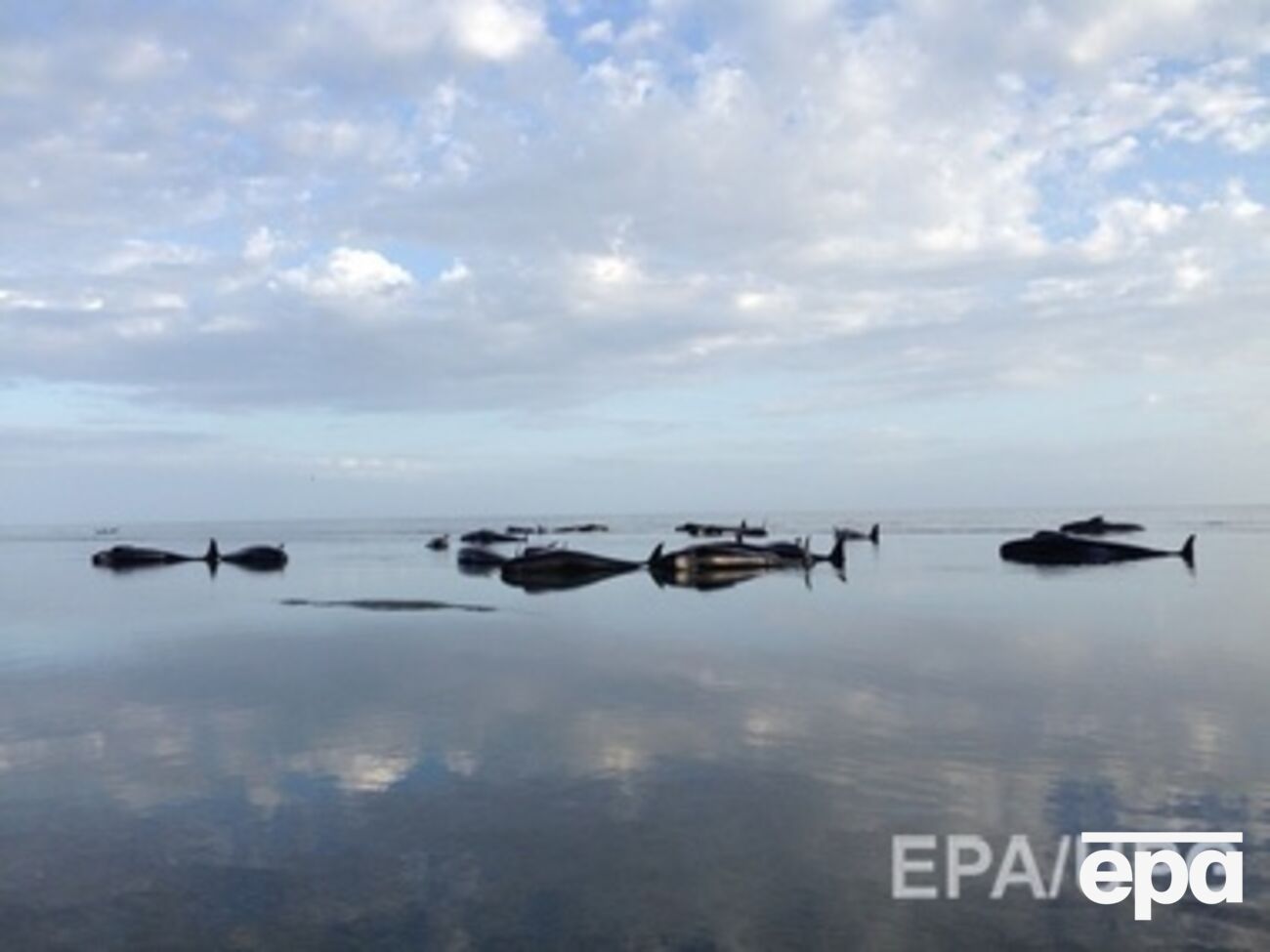 Люди пытались помочь китам добраться до глубокой воды, чтобы спастись, но безрезультатно