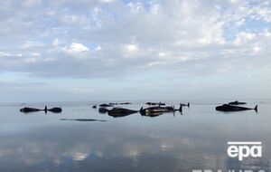 Люди пытались помочь китам добраться до глубокой воды, чтобы спастись, но безрезультатно