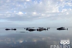 Люди пытались помочь китам добраться до глубокой воды, чтобы спастись, но безрезультатно