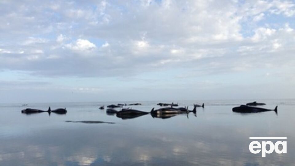 Люди пытались помочь китам добраться до глубокой воды, чтобы спастись, но безрезультатно