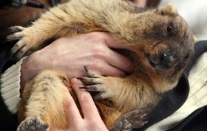 Тимка не смог увидеть свою тень