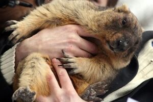 Тимка не смог увидеть свою тень