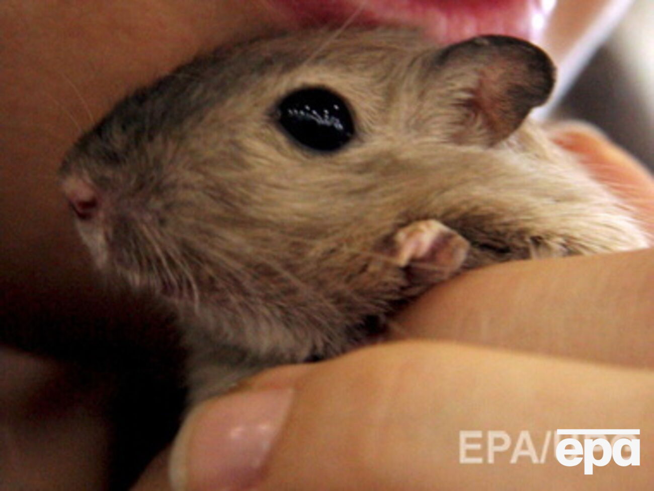 Разносчиками чумы могли быть песчанки --- ученые