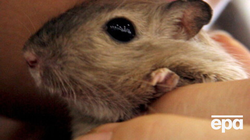 Разносчиками чумы могли быть песчанки --- ученые