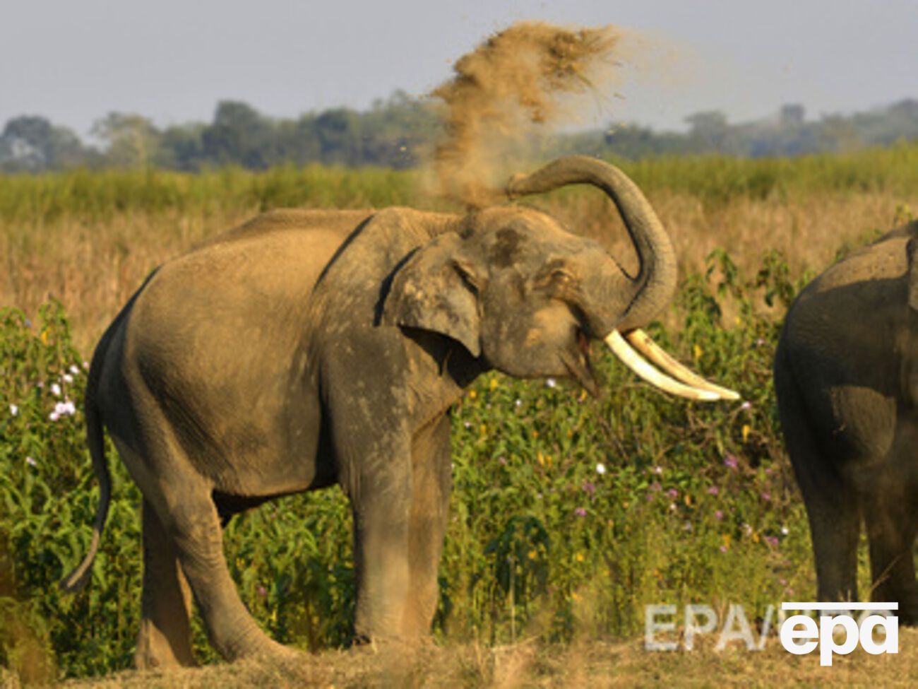 Слонов обучают, как по запаху обнаружить взрывчатку