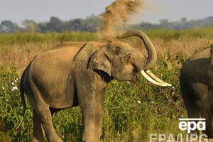 Слонов обучают, как по запаху обнаружить взрывчатку