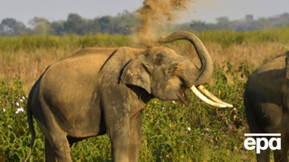 Слонов обучают, как по запаху обнаружить взрывчатку