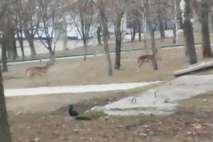 В мариупольском парке имени Гурова бегают два диких оленя