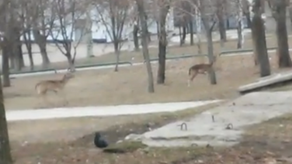 В мариупольском парке имени Гурова бегают два диких оленя