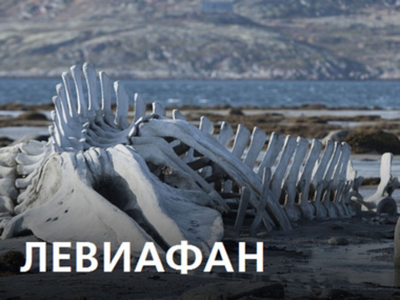 "Левиафан" с задержкой вышел в прокат