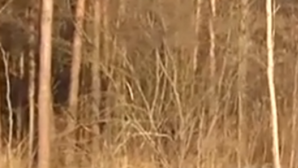 На трассе Киев---Харьков произошло смертельное ДТП с участием украинского военного