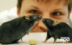 Ученые ищут лекарство от ожирения