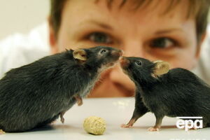 Ученые ищут лекарство от ожирения