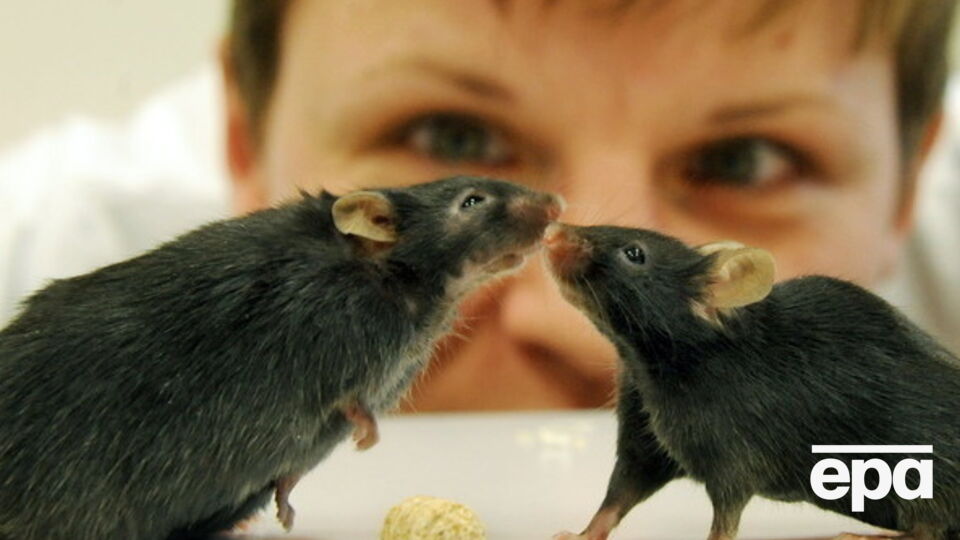 Ученые ищут лекарство от ожирения