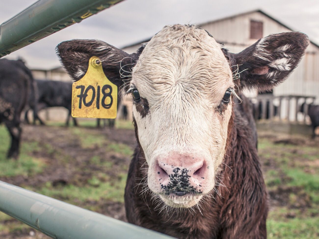 В Нигерии кочевники-скотоводы убили жителей деревни