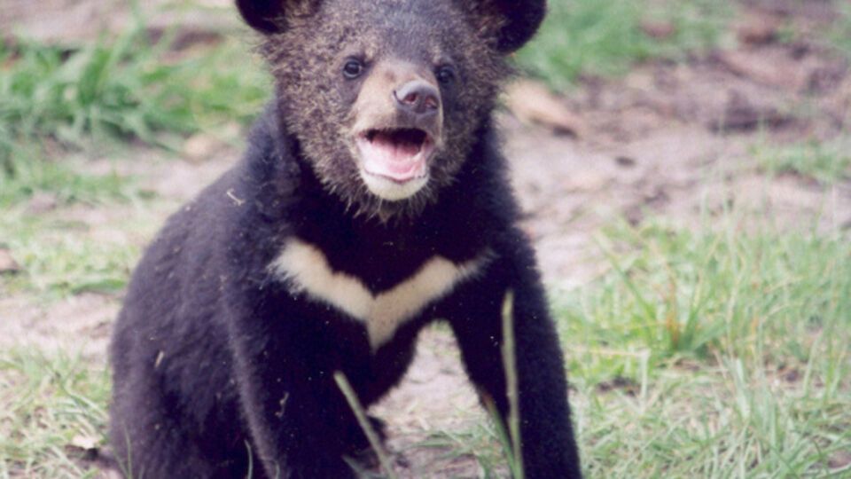В Харькове гималайская медведица родила двоих медвежат