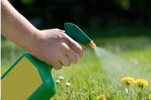 Глифосат широко используется для борьбы с сорняками