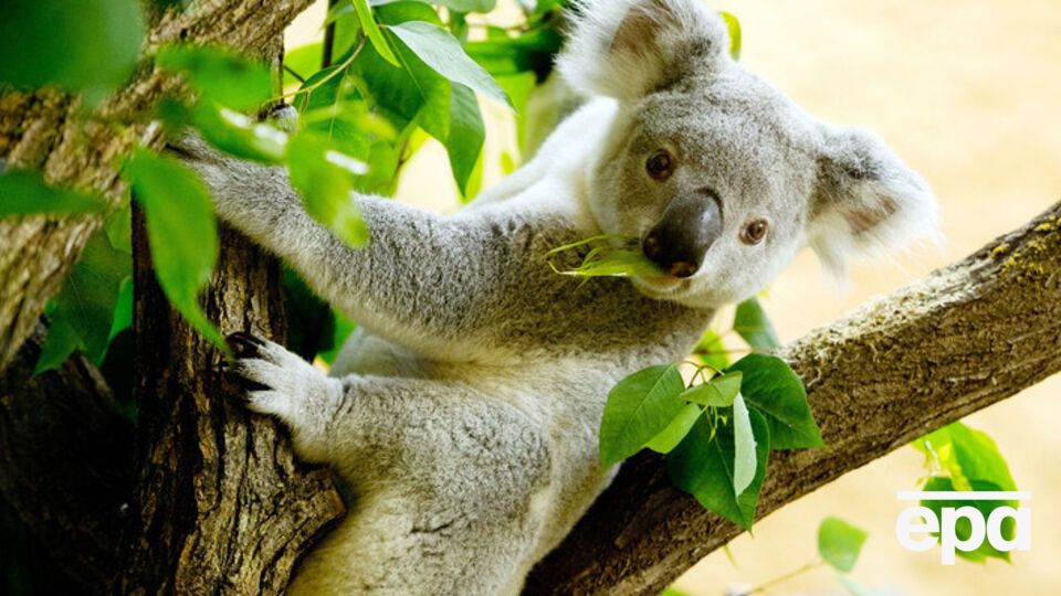 Власти заявляют, что животные страдали из-за нехватки еды