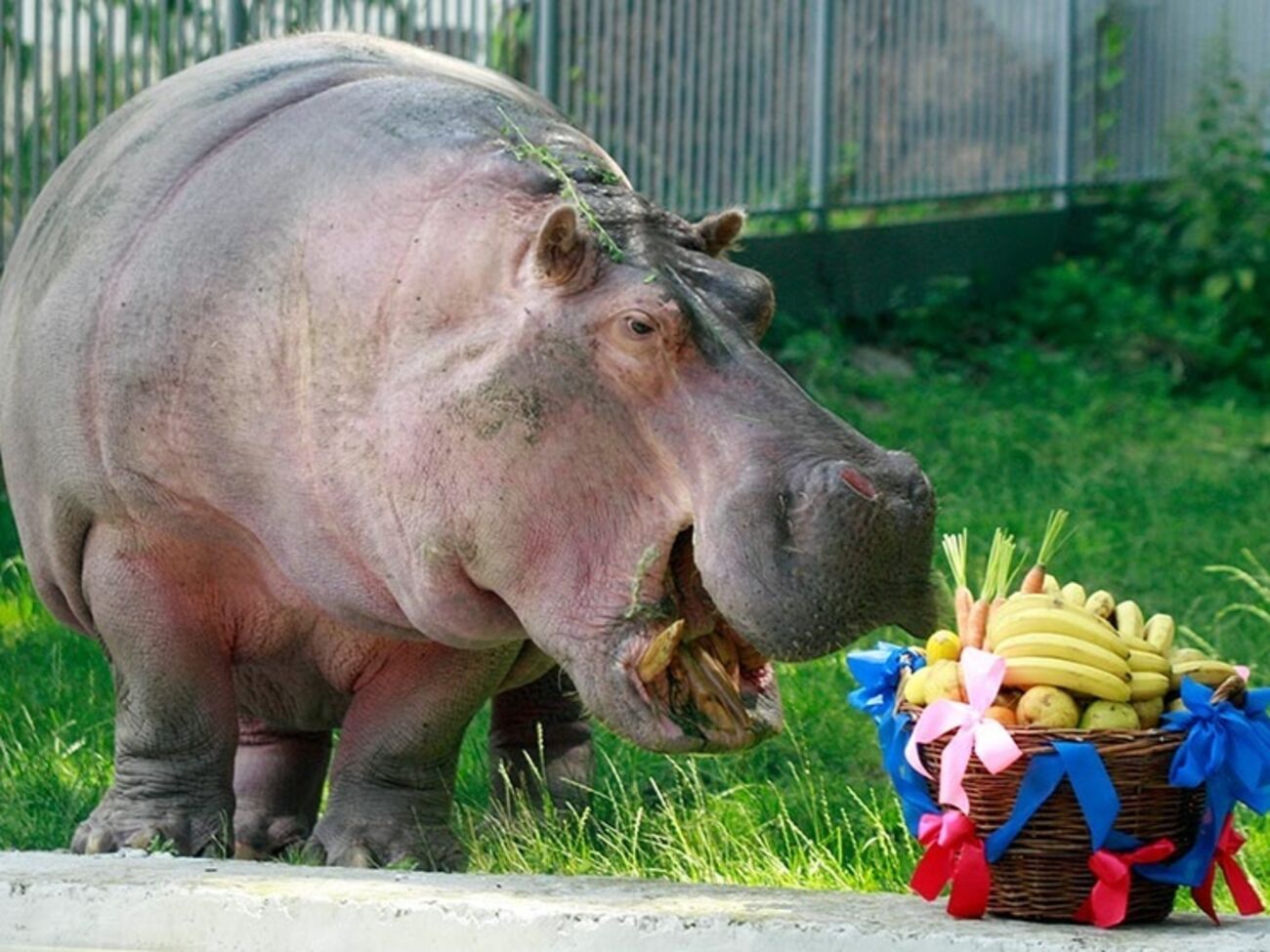 8 марта в зоопарке акция