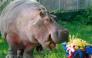 8 марта в зоопарке акция