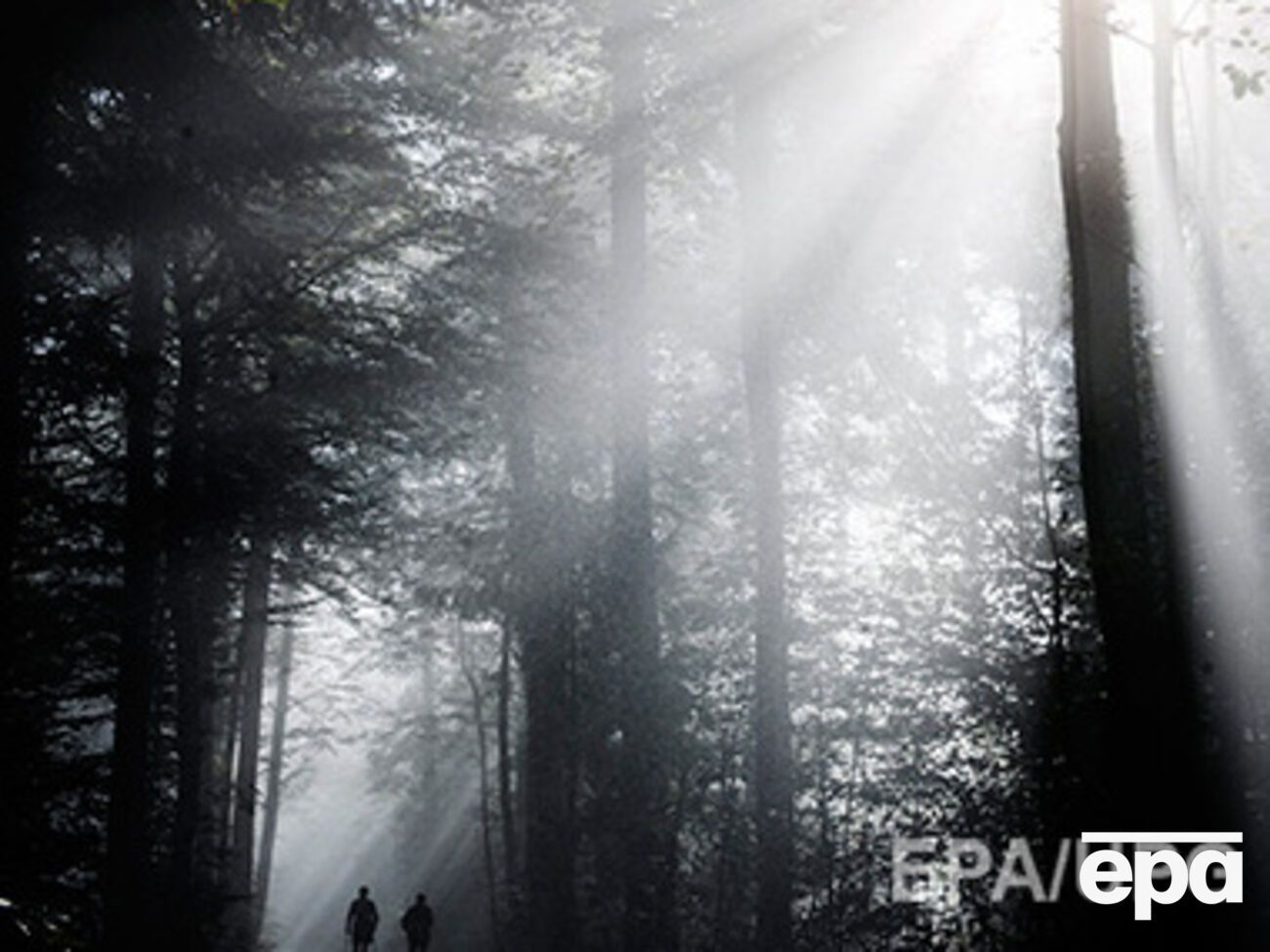 Прокуратура: Полномочия по изъятию земель Лесного фонда относятся исключительно к компетенции КМУ