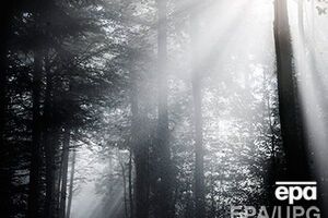 Прокуратура: Полномочия по изъятию земель Лесного фонда относятся исключительно к компетенции КМУ