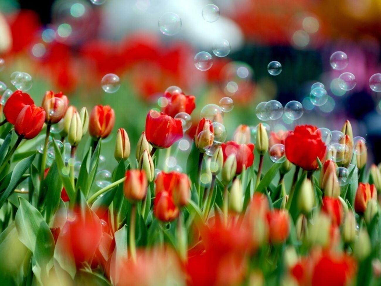 Международный женский день 8 марта впервые было решено праздновать в 1921 году по решению 2-й Коммунистической женской конференции