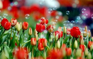 Международный женский день 8 марта впервые было решено праздновать в 1921 году по решению 2-й Коммунистической женской конференции