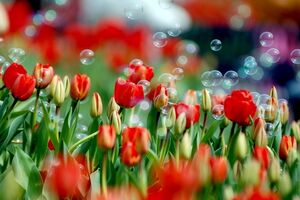 Международный женский день 8 марта впервые было решено праздновать в 1921 году по решению 2-й Коммунистической женской конференции