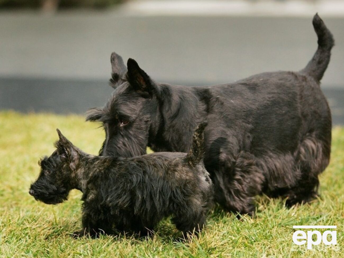 Американцы тратят приличные суммы на домашних питомцев
