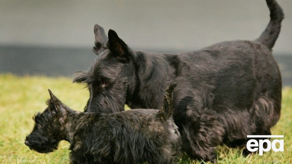 Американцы тратят приличные суммы на домашних питомцев