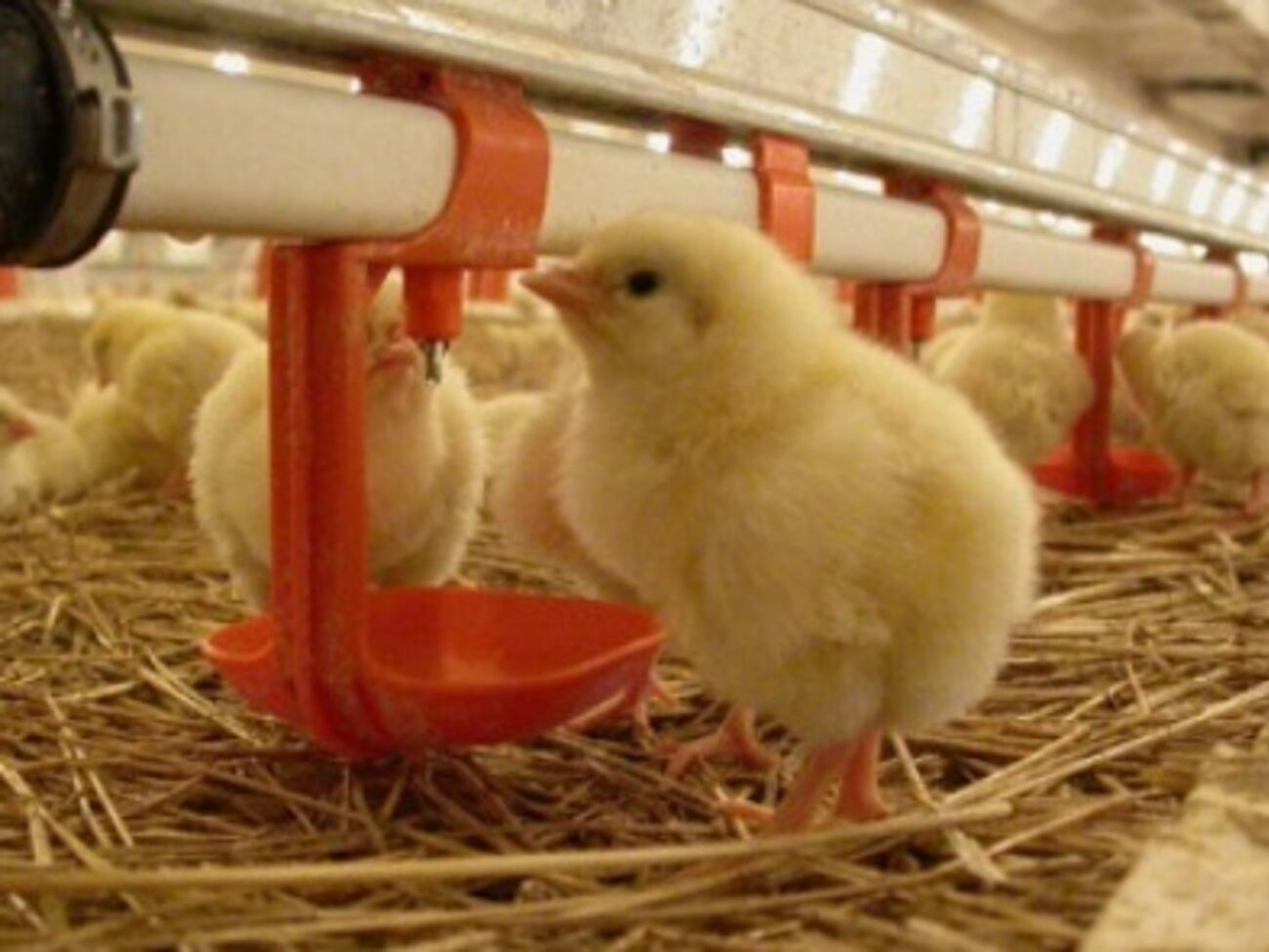 Активисты освободили цыплят