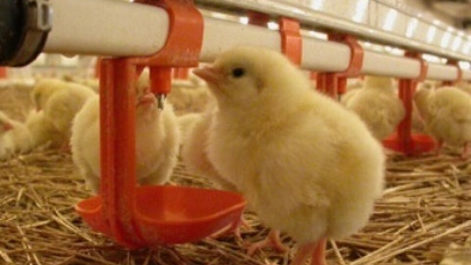 Активисты освободили цыплят